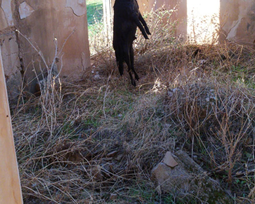 Investigan el ahorcamiento de un perro en Jaén