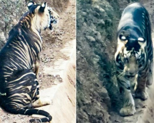 ¿Por qué es de color negro este extraño tigre hallado en India?