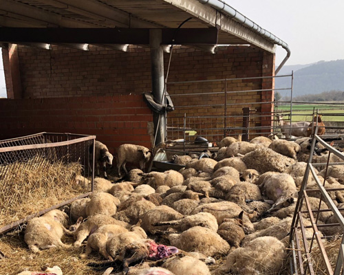 Una manada de perros libres mata a 221 corderos en Barcelona