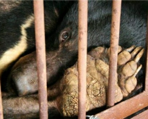 La bilis del oso: el remedio chino contra el COVID-19