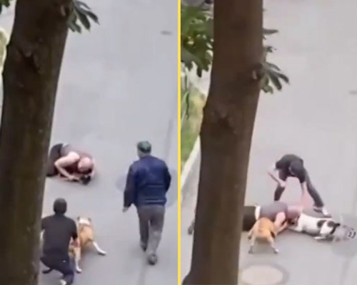Un hombre arriesga su vida para proteger a su perro anciano