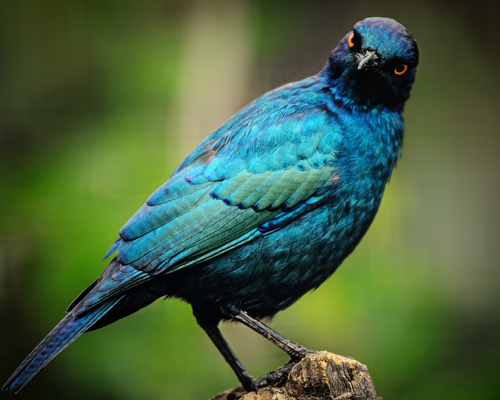 Desaparecen 3000 millones de pájaros en Norteamérica