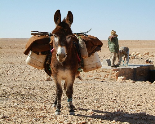 La población de burros caerá a la mitad en un lustro