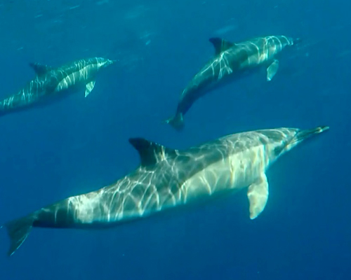 Avistamos ballenas y delfines en las Azores