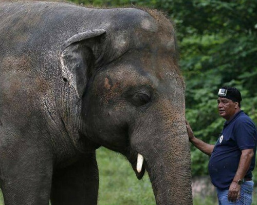 Kaavan, el elefante deprimido que por fin saldrá de su prisión