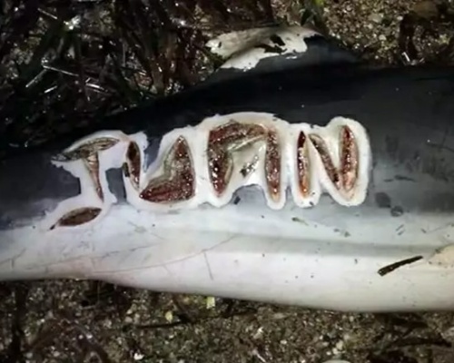 Investigan la aparición de delfines muertos con cortes