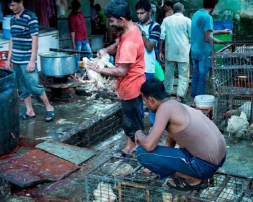 Vietnam prohíbe el comercio de animales salvajes
