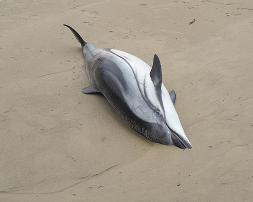 Aparecen 14 delfines muertos en Cantabria
