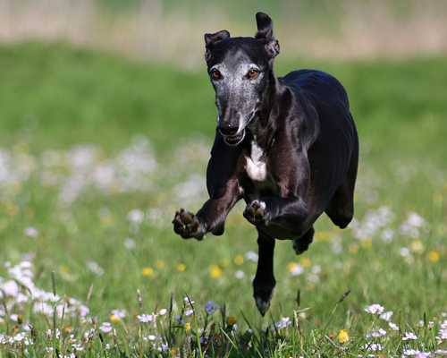 ¿Sabías que en España son abandonados más de 50.000 galgos al año?