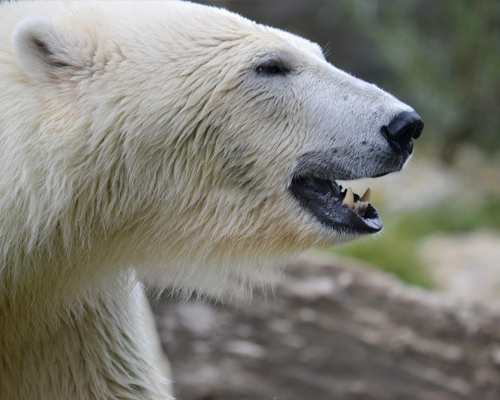 Osa polar pasea por una ciudad rusa buscando comida