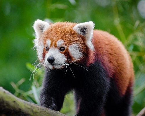 ¿Sabías que existen dos especies de panda rojo?