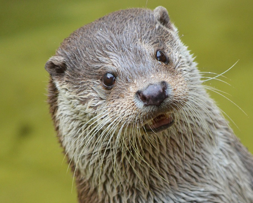 La nutria regresa al centro de Madrid