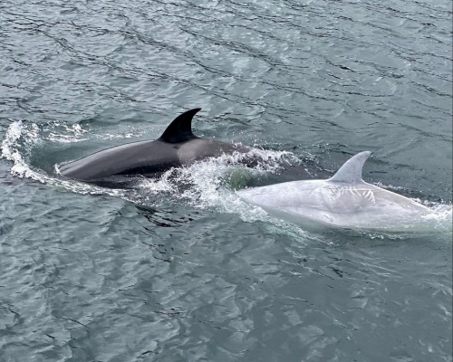 Sorprendente avistamiento de una orca blanca en Alaska