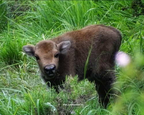 Nace el primer bisonte europeo en el Valle de Anciles