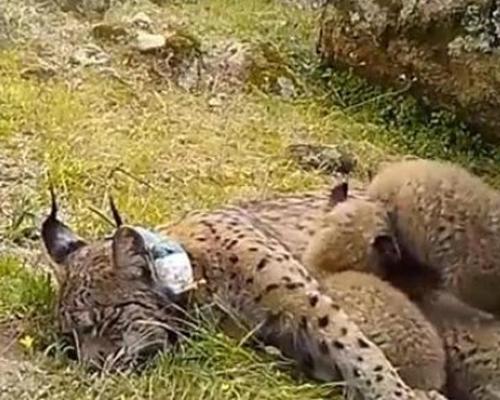 Nacen cuatro cachorros de lince ibérico en libertad