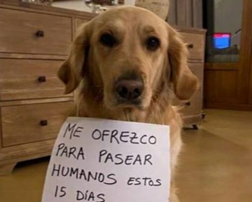 Denuncian a un hombre por alquilar sus perros en Galicia