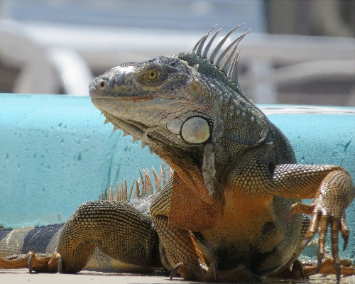 Lluvia de iguanas en Florida por baja temperatura
