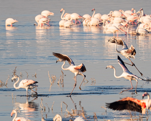 Alertan de la “muerte” del lago Nakuru en Kenia