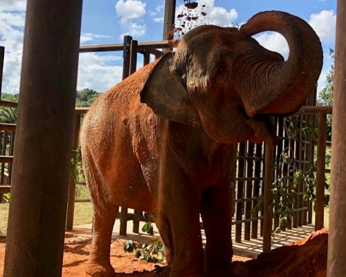 La elefanta Mara, medio siglo en cautividad con un final feliz
