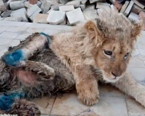 Rompieron las patas a este león para poder hacerle fotos