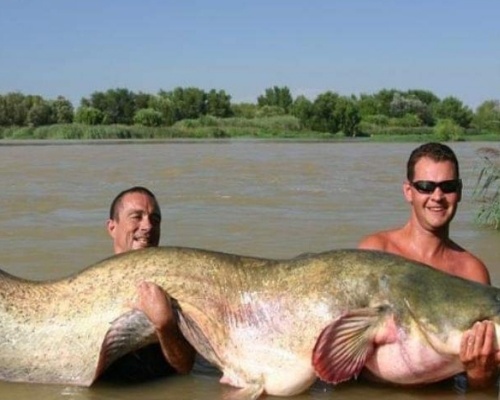 Un siluro de 100 kilos dispara la alerta de invasión en el Guadalquivir