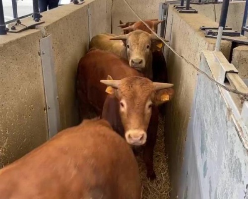 Más de 2.600 vacas enfermas por lengua azul viajan en barco sin rumbo