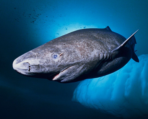 ¿Sabías que el tiburón boreal vive hasta 500 años?