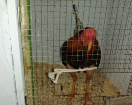 Denunciados por organizar peleas de gallos en estado de alarma