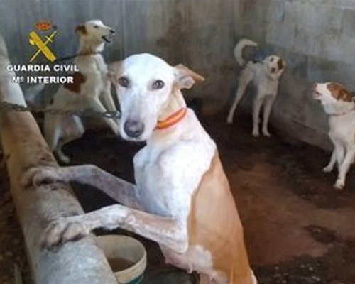 Rescatan en Valencia a 32 perros robados que iban a ser vendidos