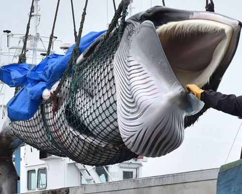 Japón retoma la caza de ballenas