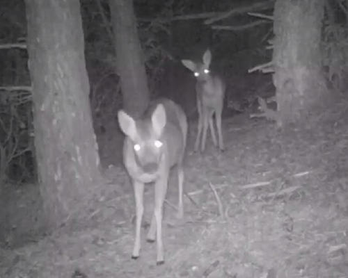 Ubican una cámara en un bosque de Huesca y esto es lo que ocurre