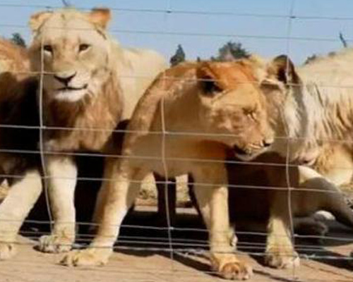 Sudáfrica prohibirá la cría de leones en cautividad