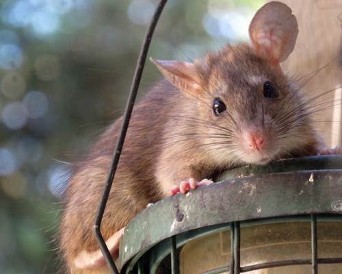 Alertan de la presencia de ratas negras en el centro de Madrid