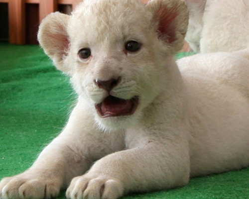 ¿Qué hay detrás del nacimiento del león blanco de Sevilla?