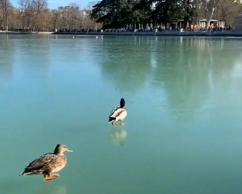 Las heladas congelan el lago de El Retiro de Madrid