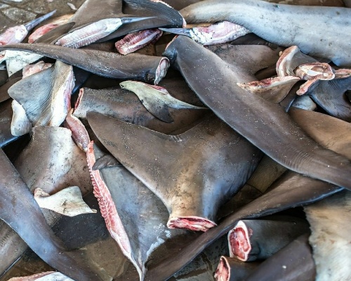 Alijo récord de aletas de tiburón en Hong Kong