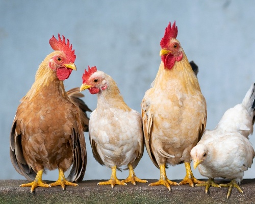 Así malviven los pollos de dos granjas de engorde de Toledo y Murcia