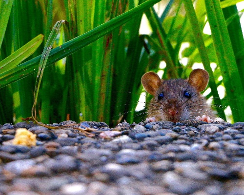 Madrid detecta una veintena de focos de ratas negras