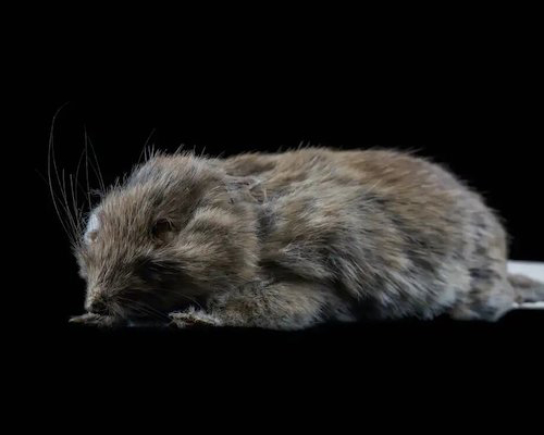Hallan un ratón que se creía extinto hace más de 150 años