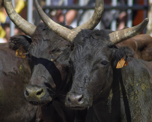 Un juez prohíbe las corridas de toros en la Monumental de México