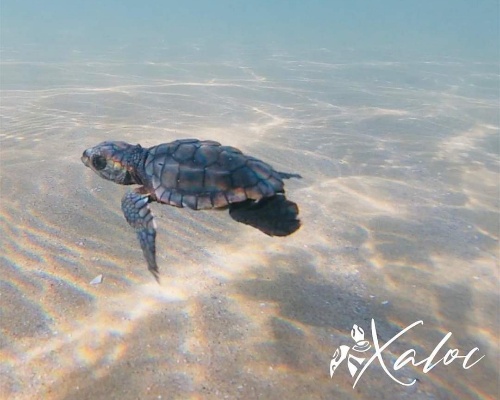 ¿Qué debo hacer si veo una tortuga en la playa?