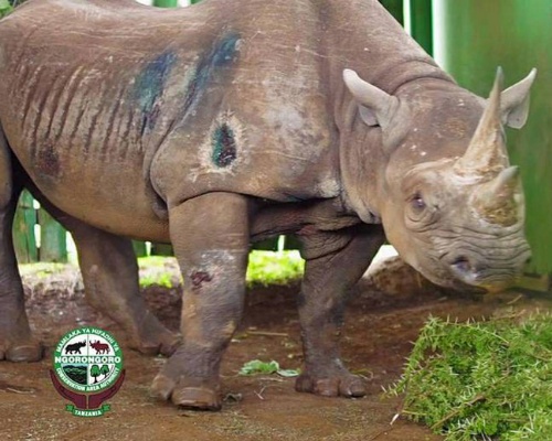 Muere Fausta, la rinoceronte más vieja del mundo