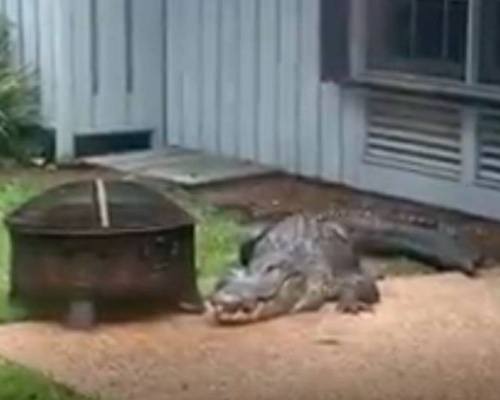 Un cocodrilo sorprende a una familia entrando a su casa