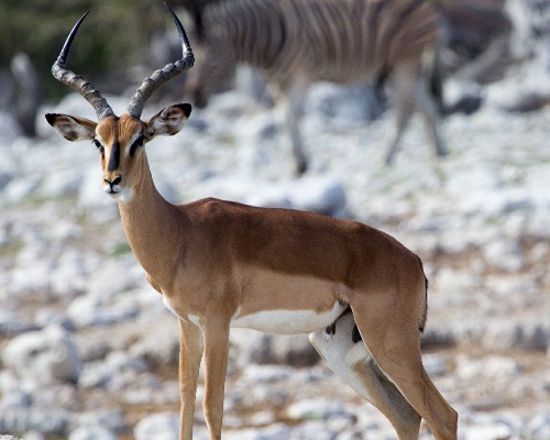 Dos furtivos cazan 10 animales en una reserva sevillana