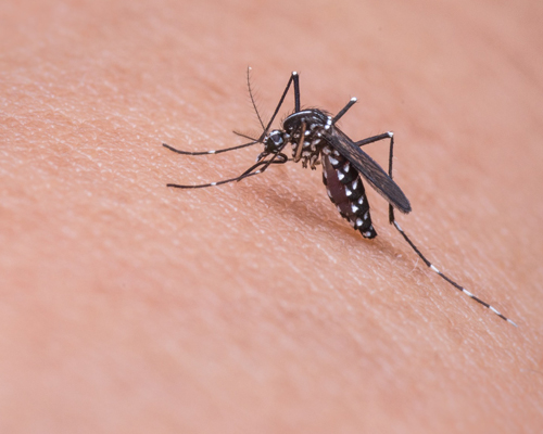 ¿Por qué nos pican los mosquitos en verano?