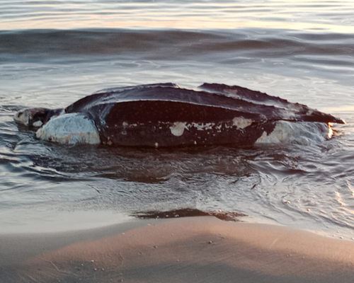 Una tortuga laud aparece varada en Castellón