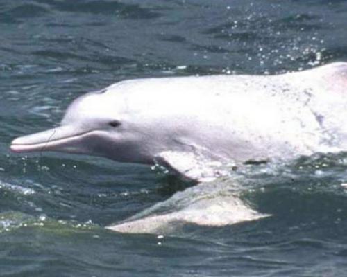 El delfín blanco chino regresa a Hong Kong