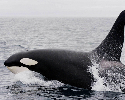 ¿Qué está provocando los ataques de las orcas?