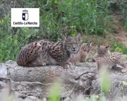 Lava da a luz a tres nuevos cachorros de lince en Montes de Toledo