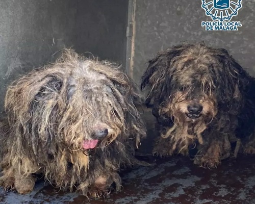 Rescatan 16 perros hacinados en un piso de Málaga
